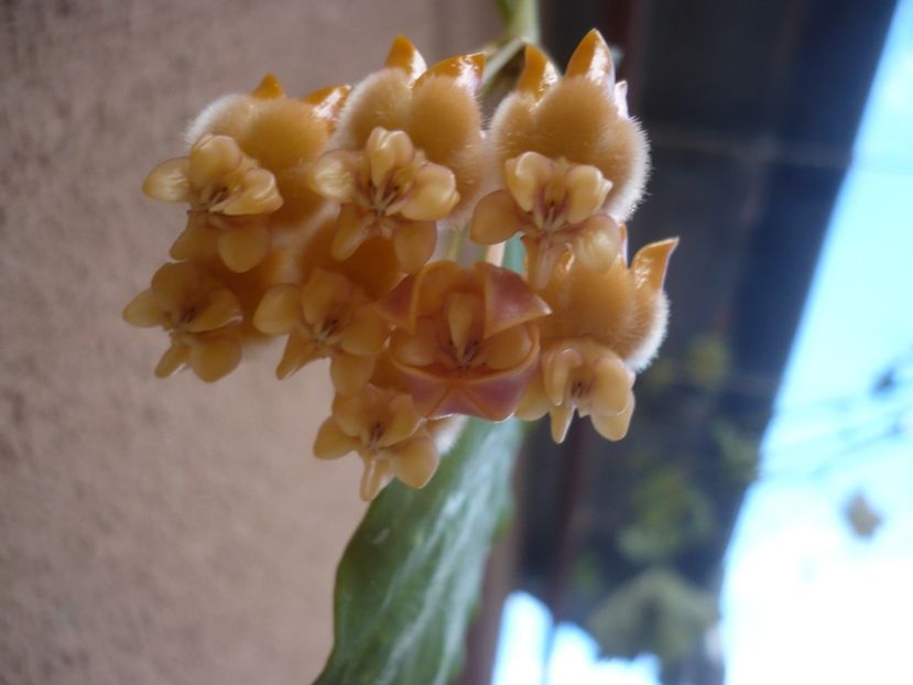 P1400387 - HOYA 2018-2