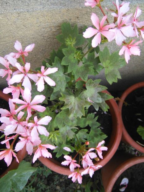 Ainsbrook Pluto - A-Flori 2018