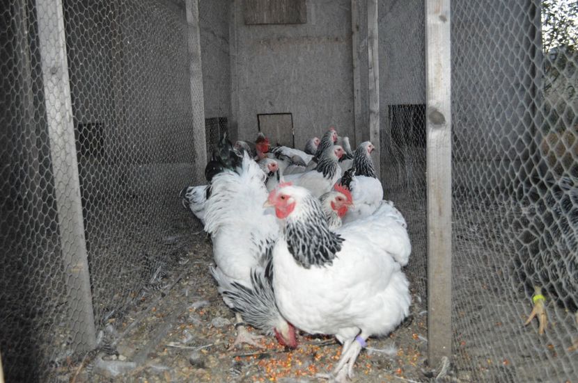  - b Sussex herminat deschis