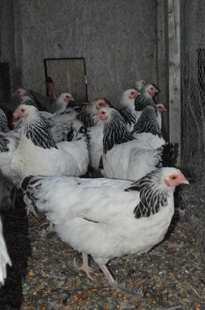  - b Sussex herminat deschis