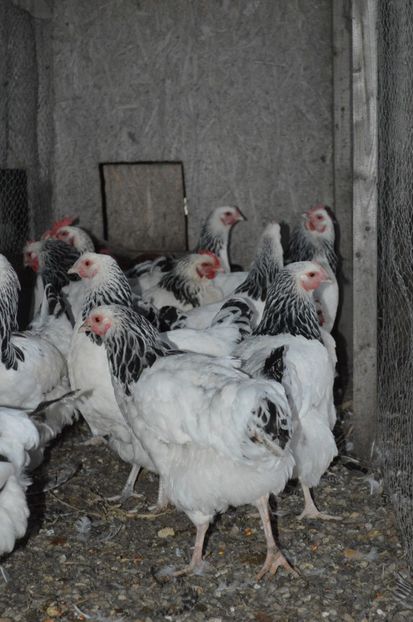  - b Sussex herminat deschis