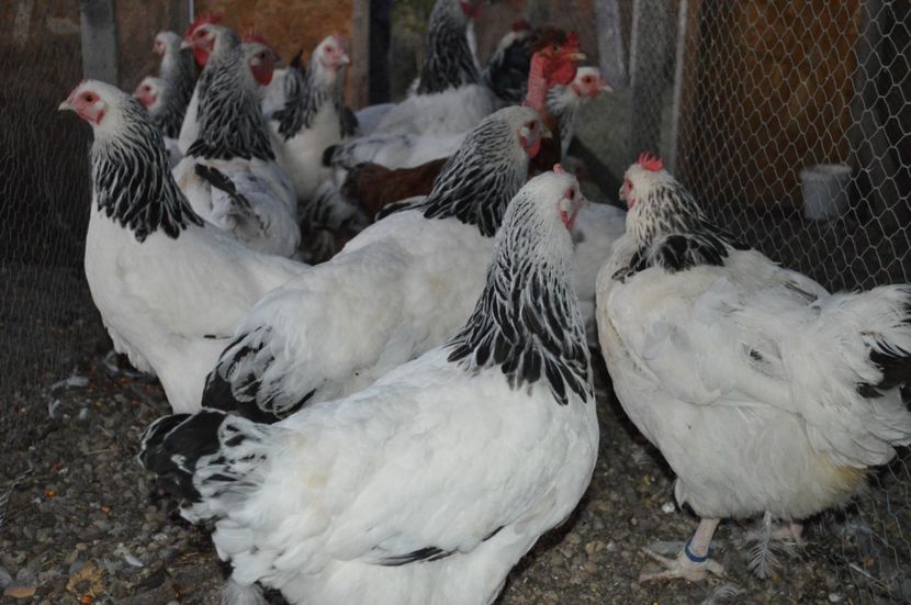  - b Sussex herminat deschis