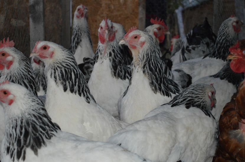  - b Sussex herminat deschis