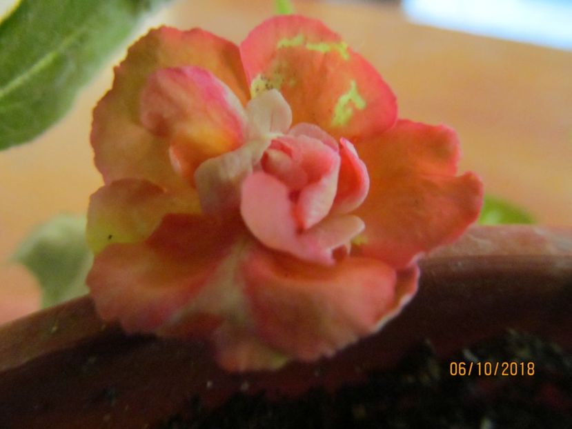  - ACHIMENES 2020 - VANZARI HIBRIZI