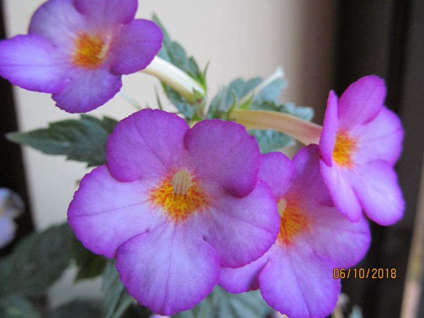  - ACHIMENES 2020 - VANZARI HIBRIZI