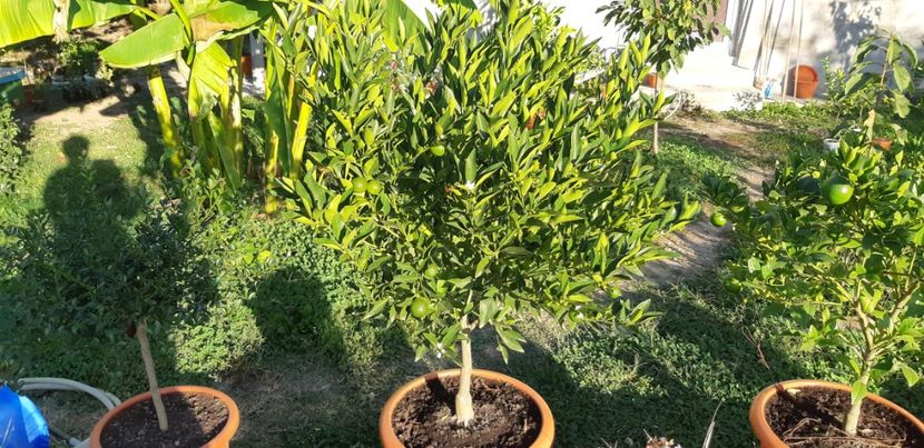 Citrus limon limequat - Colectionaruldecitrice de vînzare