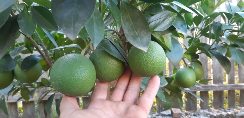 Citrus sinensis moro fructe violet - Colectionaruldecitrice de vînzare