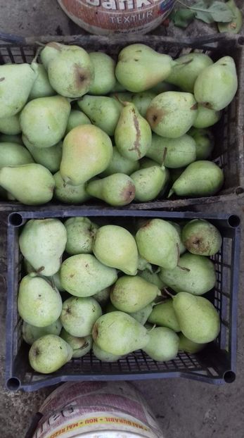 received_444787999258461 - Par de la Florin