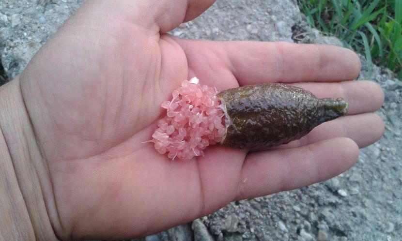 Citrus australasica roz - Colectionaruldecitrice de vînzare