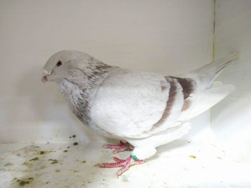 M. 2013 Vandut - 01 De vanzare