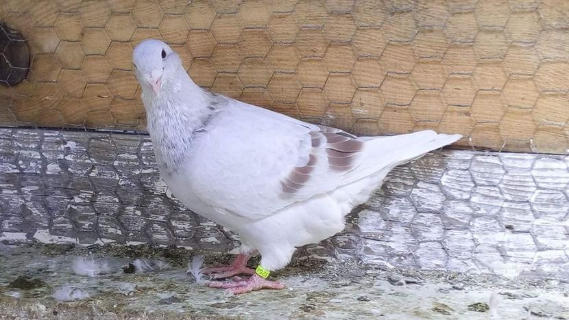 M. 2017 Vandut - 01 De vanzare