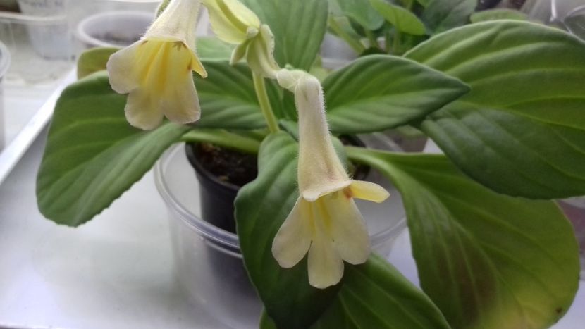 Aiko - 111 Primulina Aiko si Vertigo