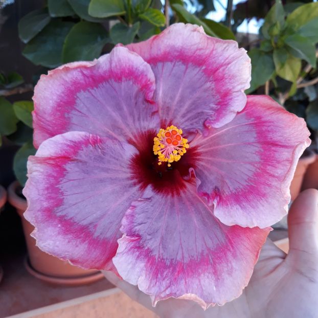  - hibi taiwan cancer boy