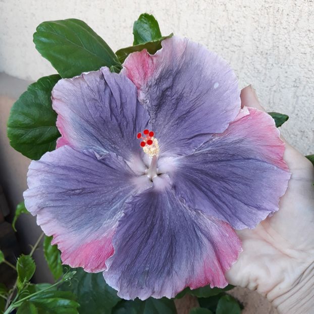  - Hibi Moorea My Blue Pearl