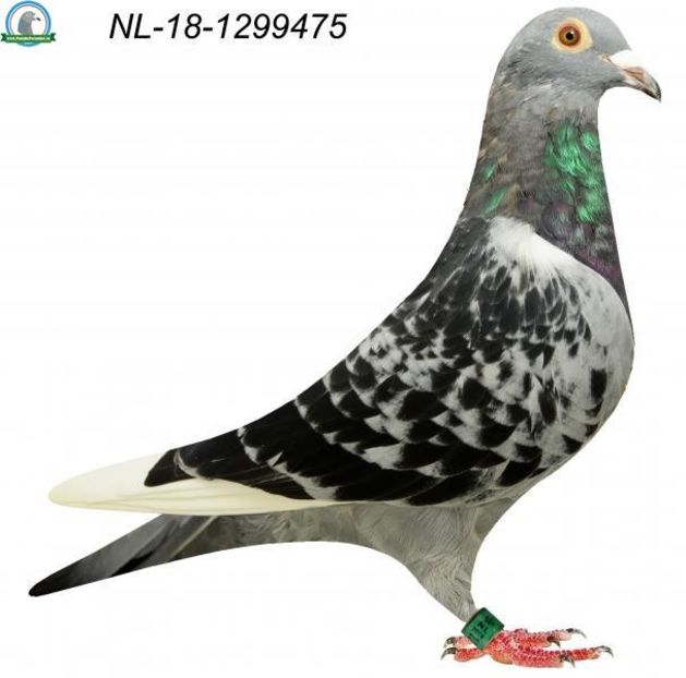 Jan Aarden - Achizitii - 2018 - matca