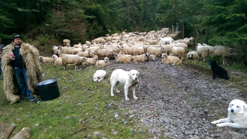  - Coboratul oilor de la varful Tihu muntii Calimani septembrie 2018