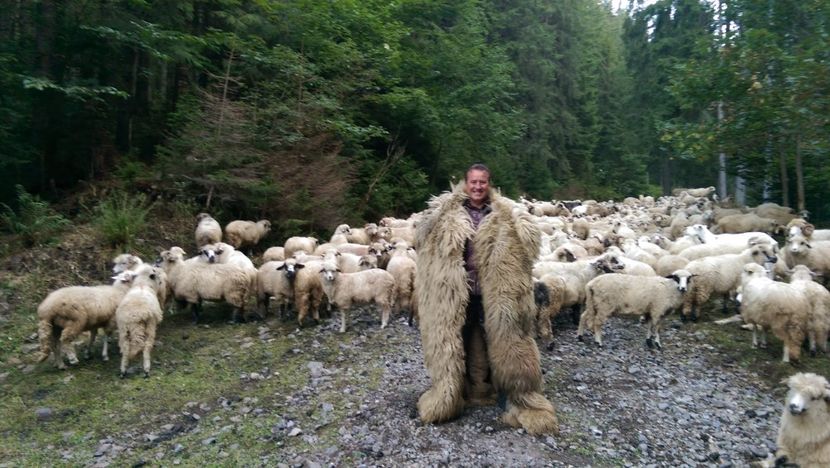  - Coboratul oilor de la varful Tihu muntii Calimani septembrie 2018