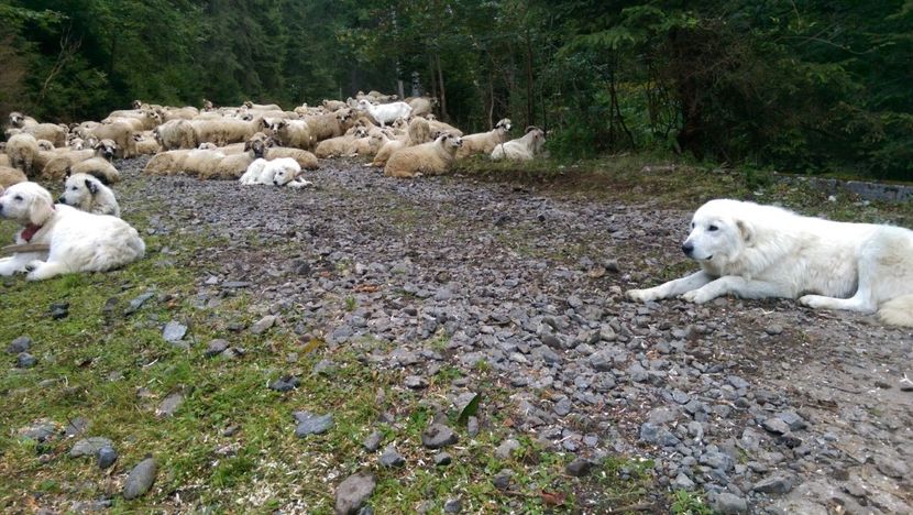  - Coboratul oilor de la varful Tihu muntii Calimani septembrie 2018