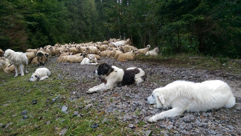  - Coboratul oilor de la varful Tihu muntii Calimani septembrie 2018