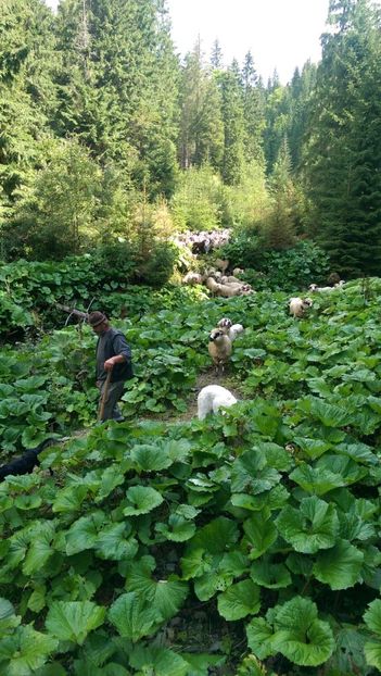  - Coboratul oilor de la varful Tihu muntii Calimani septembrie 2018