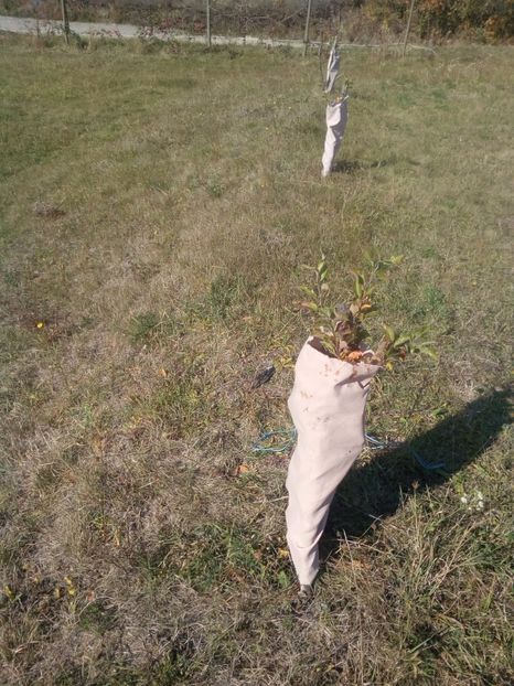Protectie cu panza - IEPURII IN LIVADA IARNA