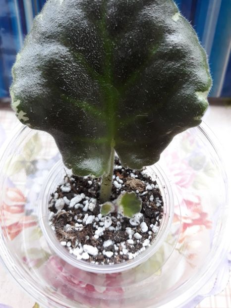  - LE Parisian Secrets zzz