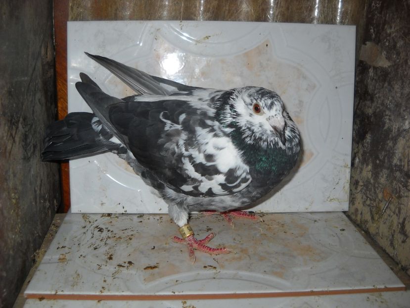  - UNDEVA IN SUCEAVA arhiva