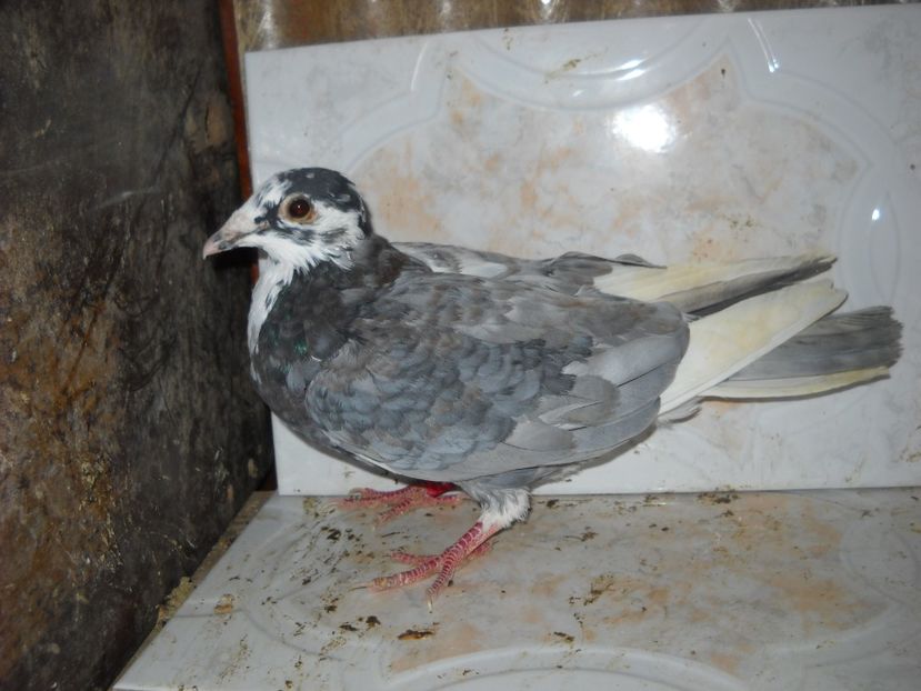  - UNDEVA IN SUCEAVA arhiva