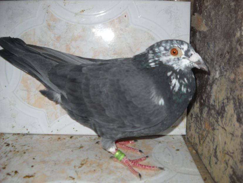  - UNDEVA IN SUCEAVA arhiva