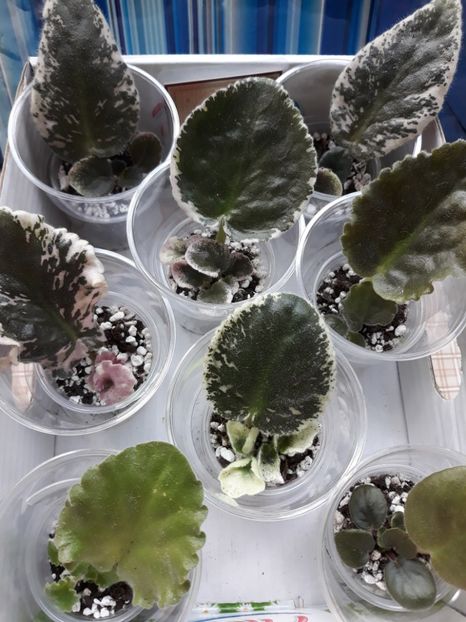  - 1 1 Violete Africane de Colecție