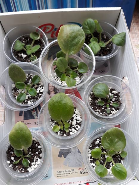  - 1 1 Violete Africane de Colecție