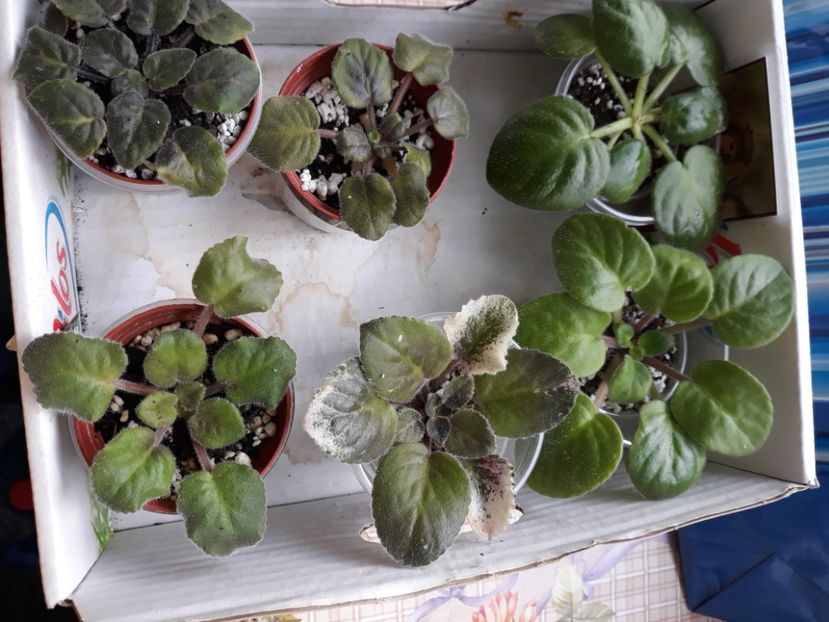  - 1 1 Violete Africane de Colecție