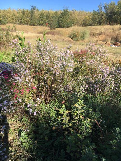 CE77C049-02E2-44A0-B7AB-BADAE75F4850 - Flori la balta 2