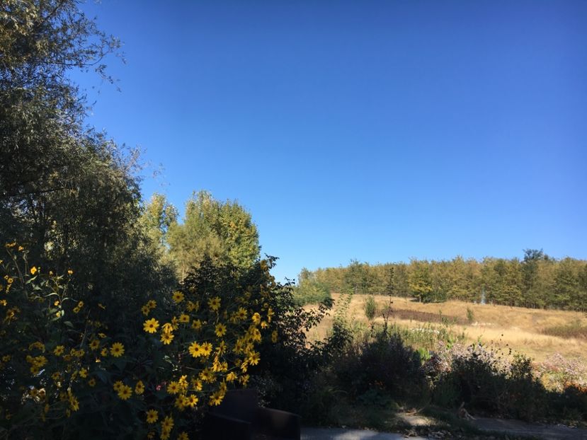 8A27AE92-8F67-495A-B927-3807E0432FB3 - Flori la balta 2