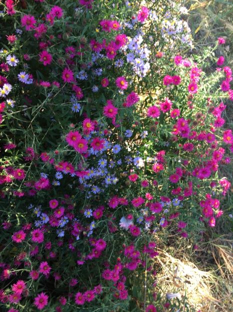 5F60D5BD-3657-4010-9BC4-517F367E4DA7 - Flori la balta 2