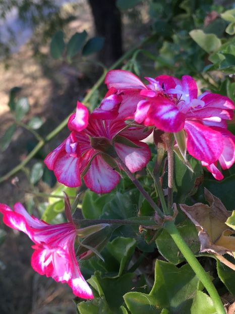 53F8C1DE-72F2-4D3B-8C9F-74B2C6F6E33F - Flori la balta 2