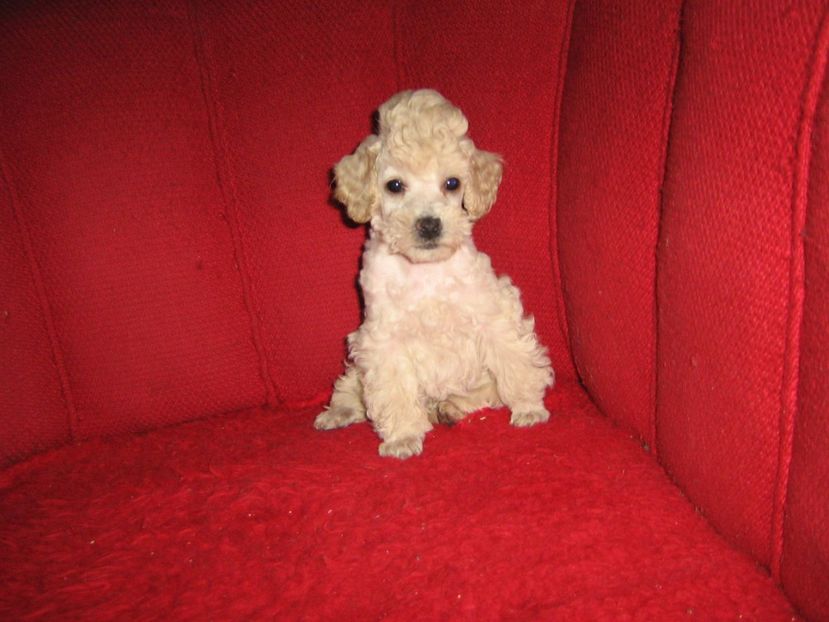 PIC - MUKY_ ceva special