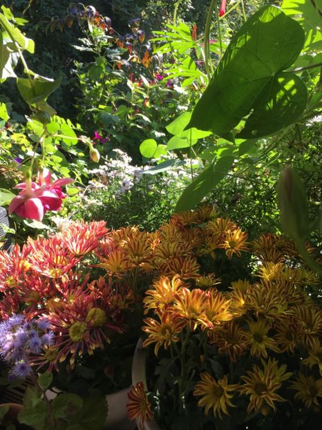 41A8DA7A-1A29-48F0-94F1-5F6FBC6B938A - Octombrie