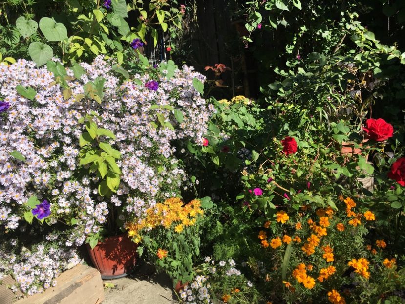 70E35AA0-8E71-4481-9C93-CAF6CA22BBC9 - Octombrie