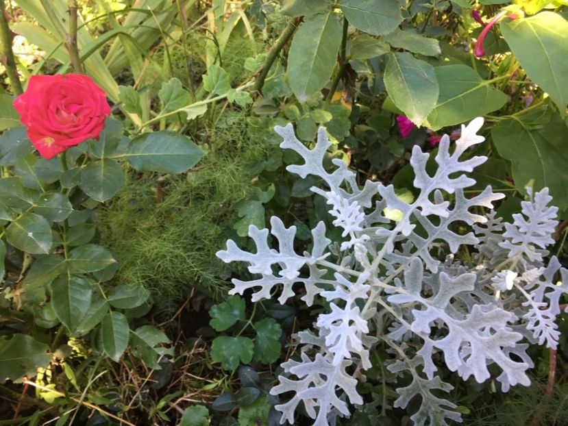 48CB847C-65A0-446D-B0CC-E075C96A2986 - Octombrie