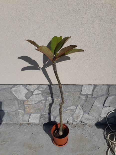 Plumeria 70ron - 1 VAND plante