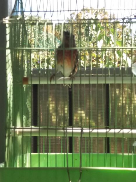  - bastard petrusi 2018