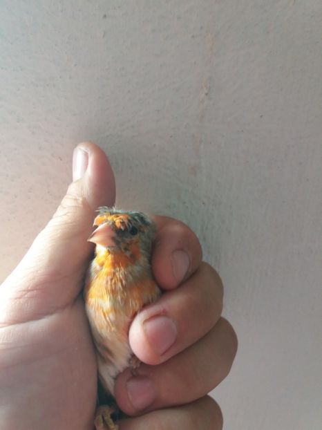  - bastarzi sticlete 2018