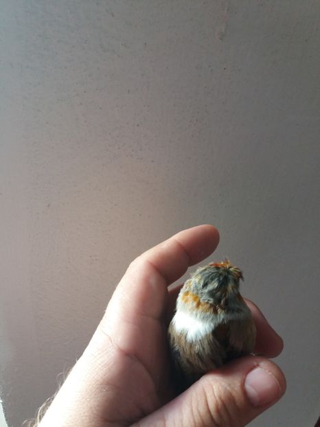  - bastarzi sticlete 2018