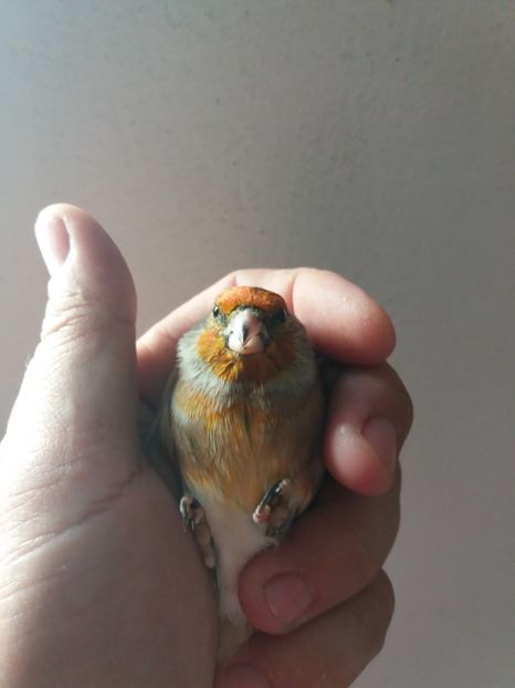  - bastarzi sticlete 2018