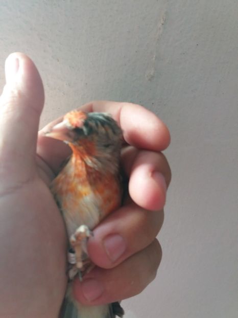  - bastarzi sticlete 2018