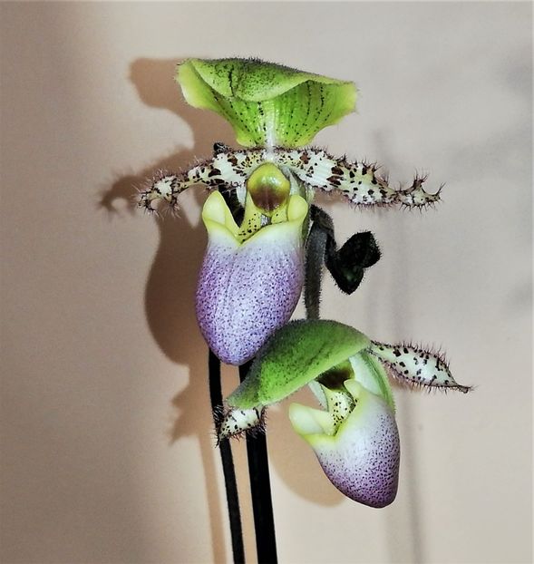  - Paphiopedilum