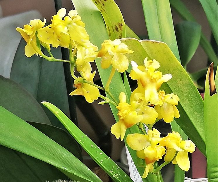  - Oncidium