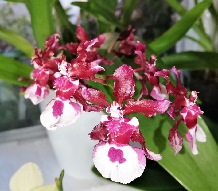  - Oncidium