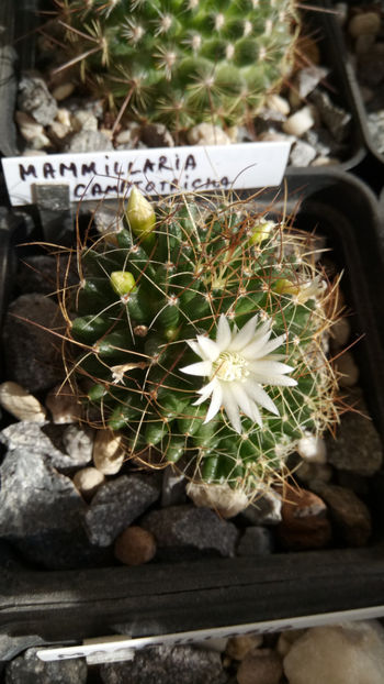 09.10.2018 - Mammillaria camptotricha
